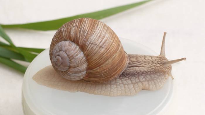 Snails for Skincare? thumbnail
