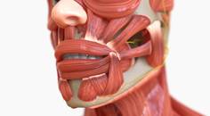 facial anatomy istock