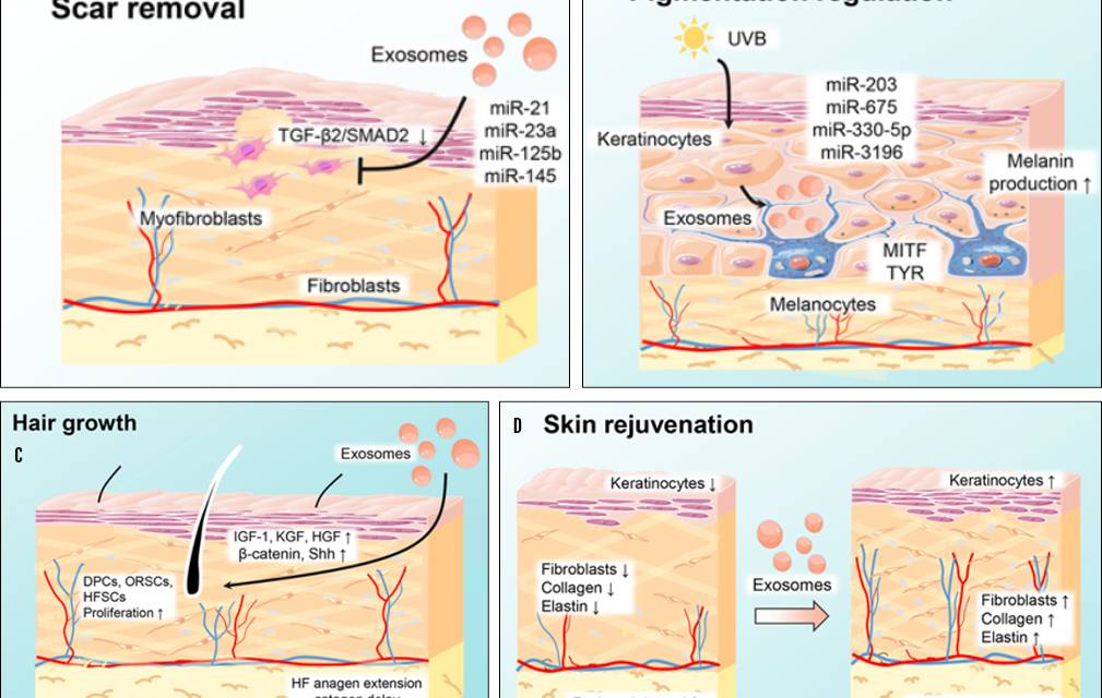 Exosomes