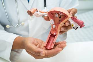 female reproductive system