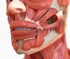 facial anatomy istock