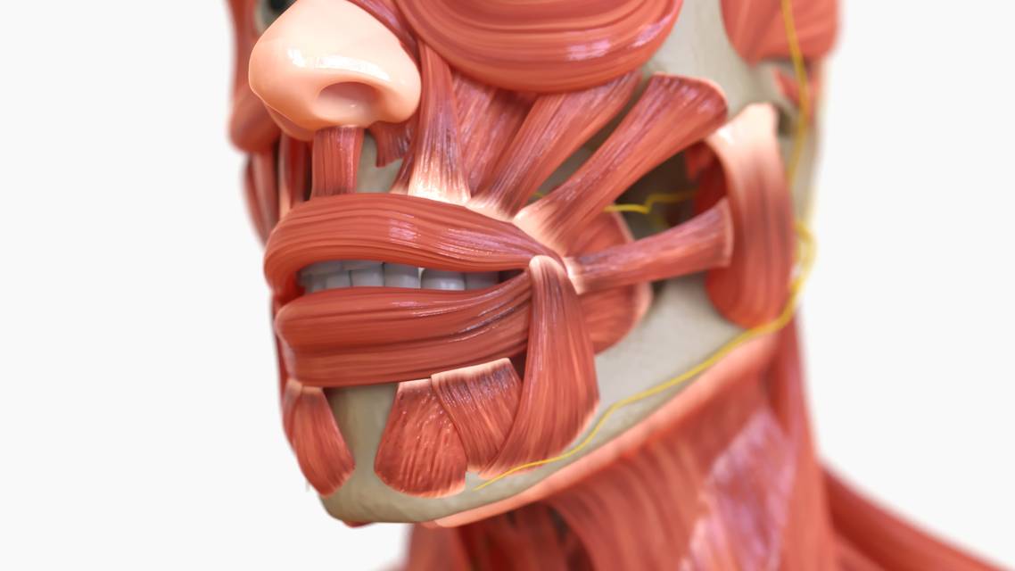 facial anatomy istock